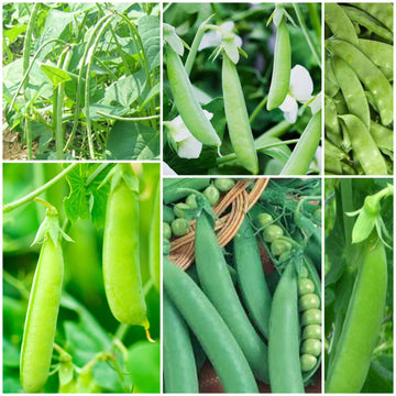 Pea Seeds - All In One For Home Gardens