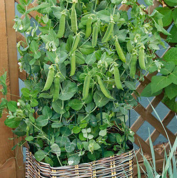 Pea Seeds - All In One For Home Gardens