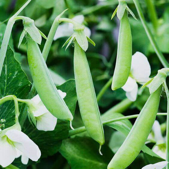 Pea Seeds - All In One For Home Gardens