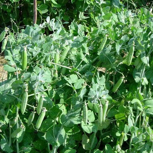 Pea Seeds - All In One For Home Gardens