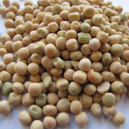 Pea Seeds - All In One For Home Gardens