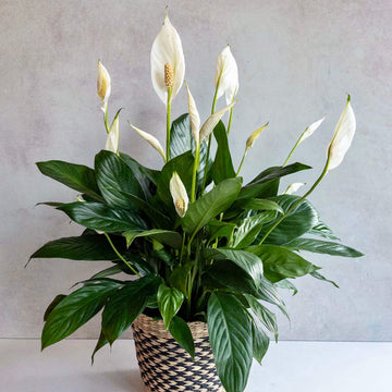 Peace Lily Seeds