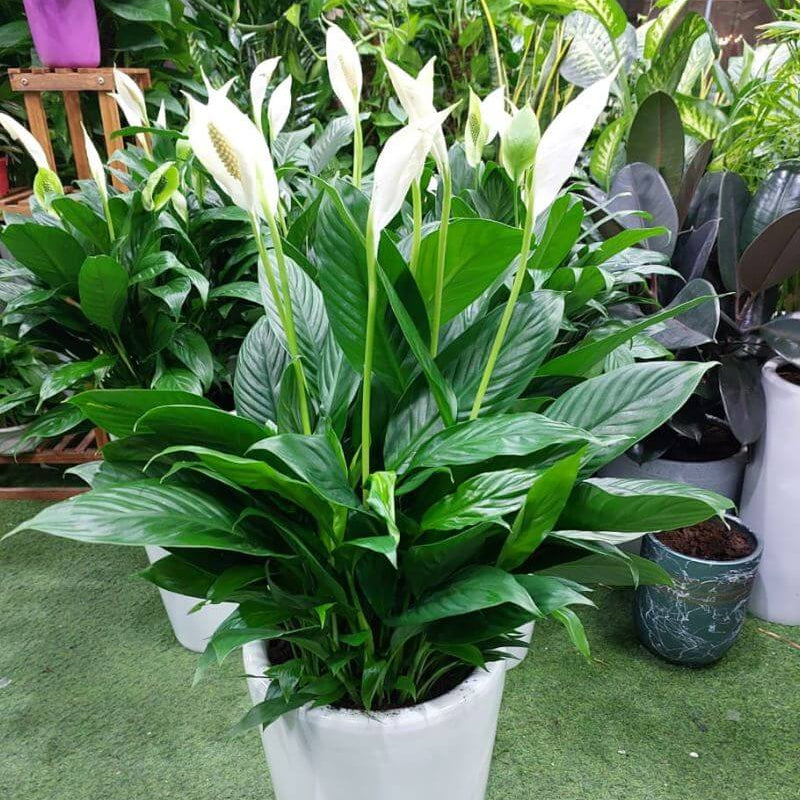 Peace Lily Seeds