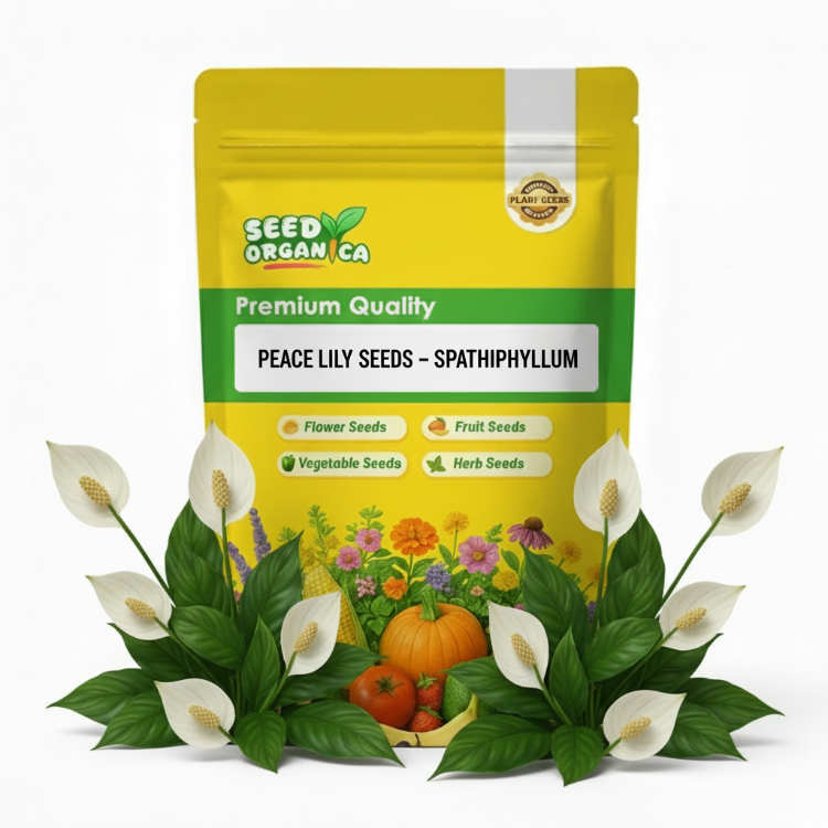 Peace Lily Seeds – Spathiphyllum