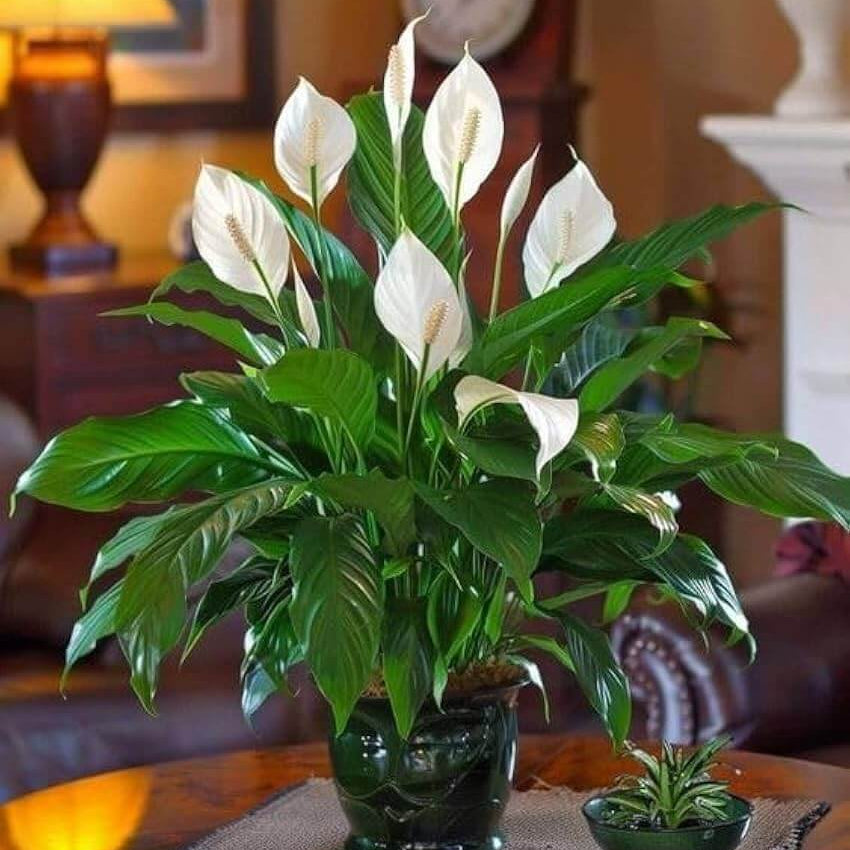 Peace Lily Seeds for Planting