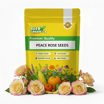 Peace Rose Seeds