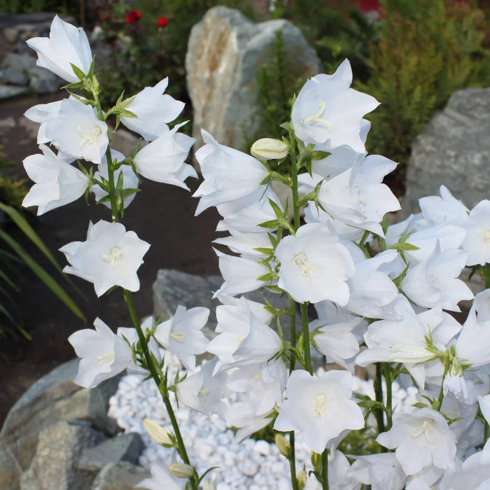 Peach-Leaved Bellflower Seeds