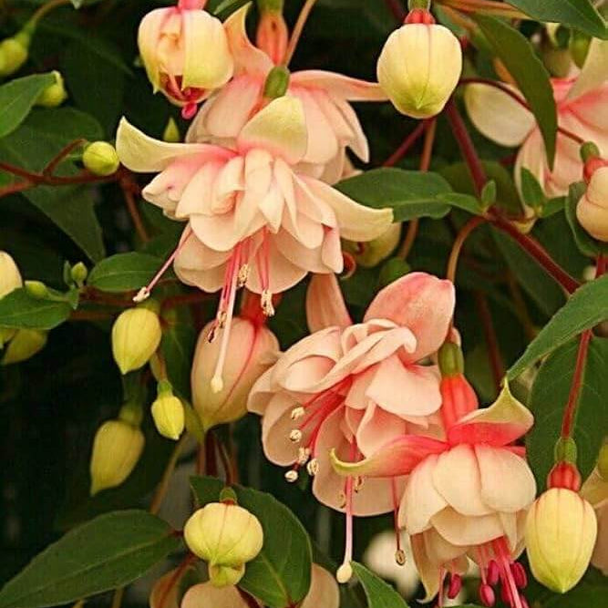 Peach Fuchsia Seeds 