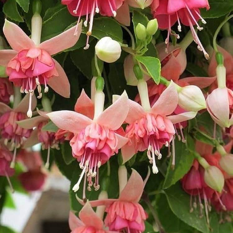 Peach Fuchsia Seeds 