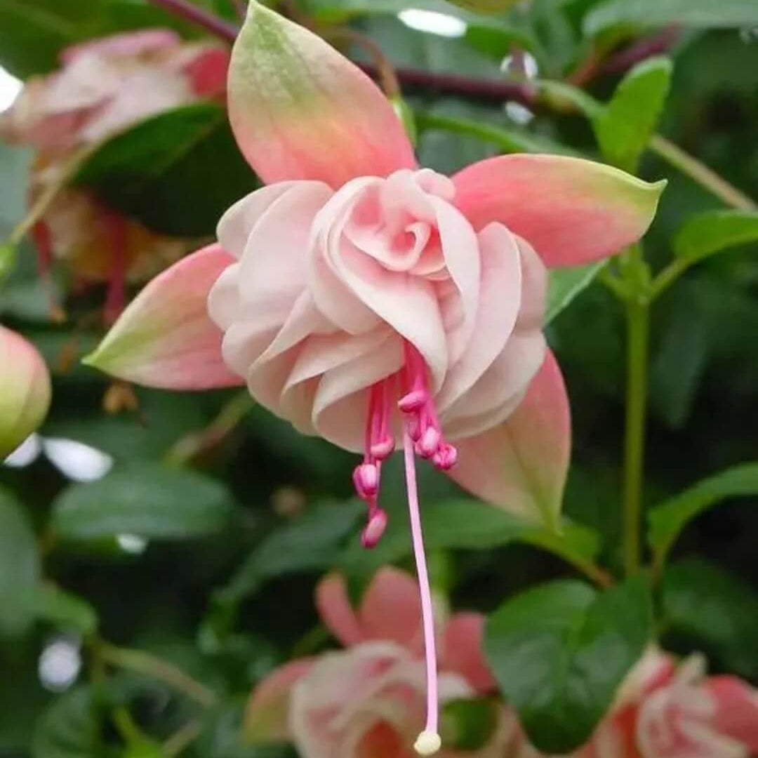 Peach Fuchsia Seeds 
