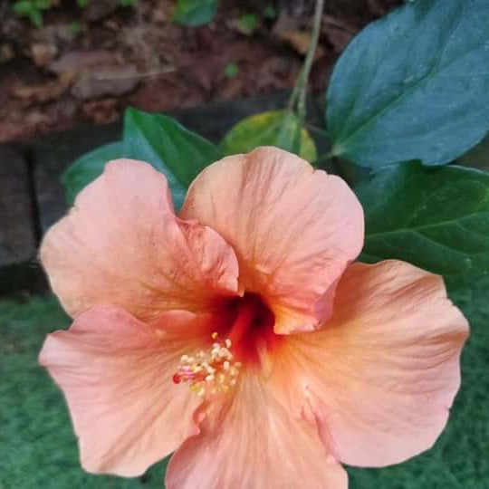 Peach Hibiscus Seeds –Ornamenta windflower