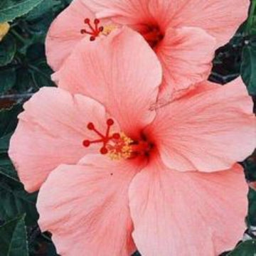 Peach Hibiscus Seeds –Ornamenta windflower