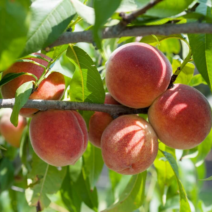 Peach Seeds – Red Haven