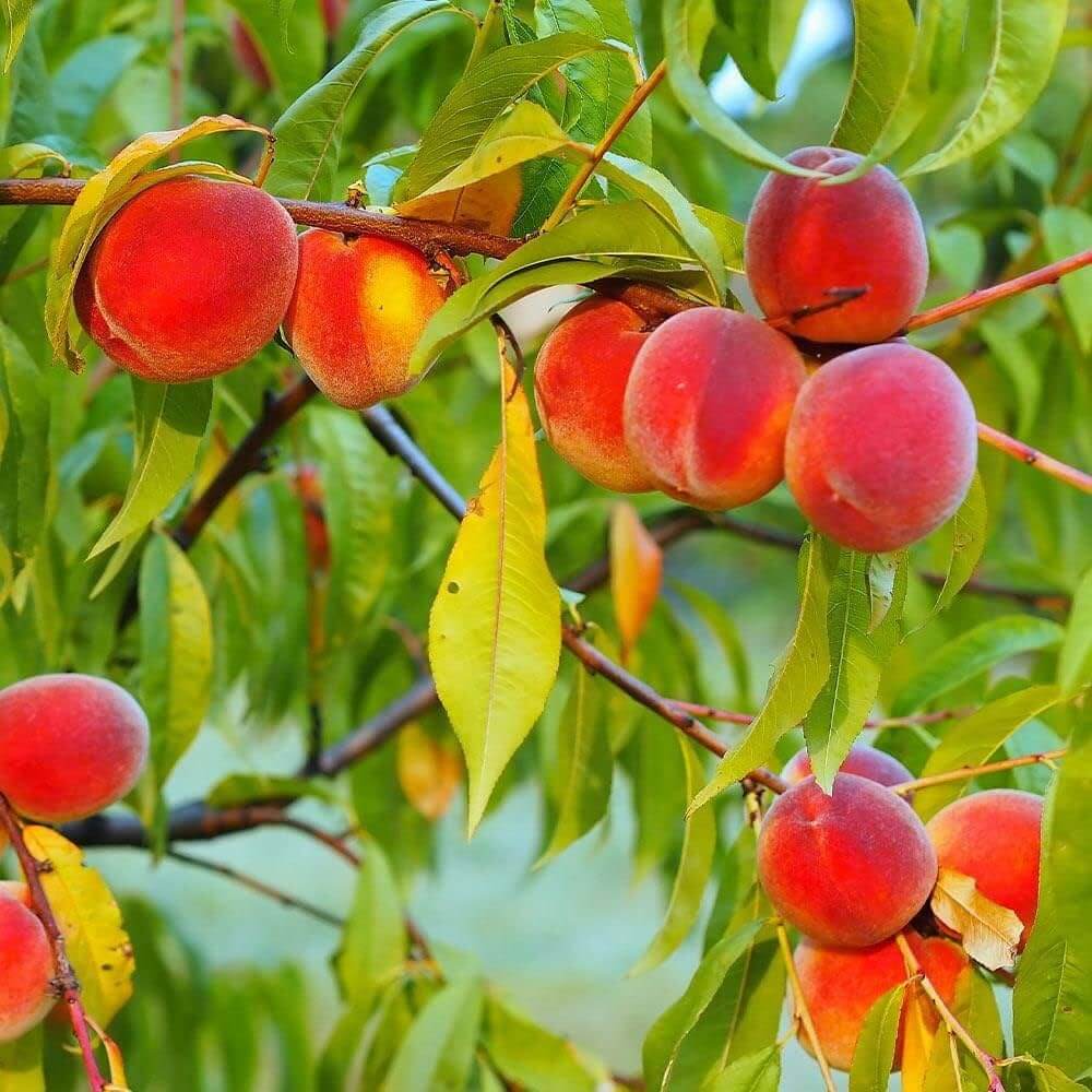 Peach Seeds - All In One For Home Gardens