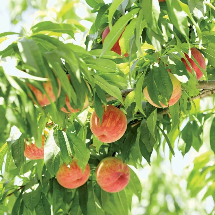 Peach Seeds - All In One For Home Gardens