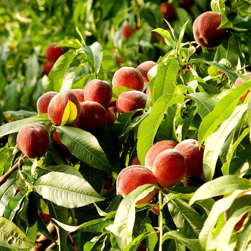 Peach Seeds - All In One For Home Gardens