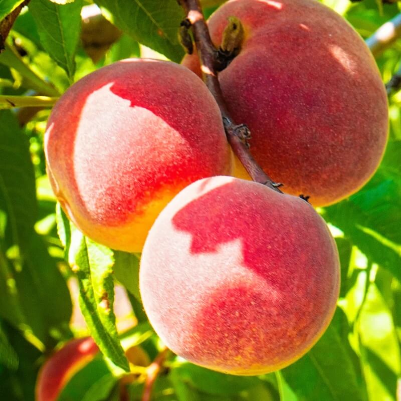 Peach Seeds - All In One For Home Gardens