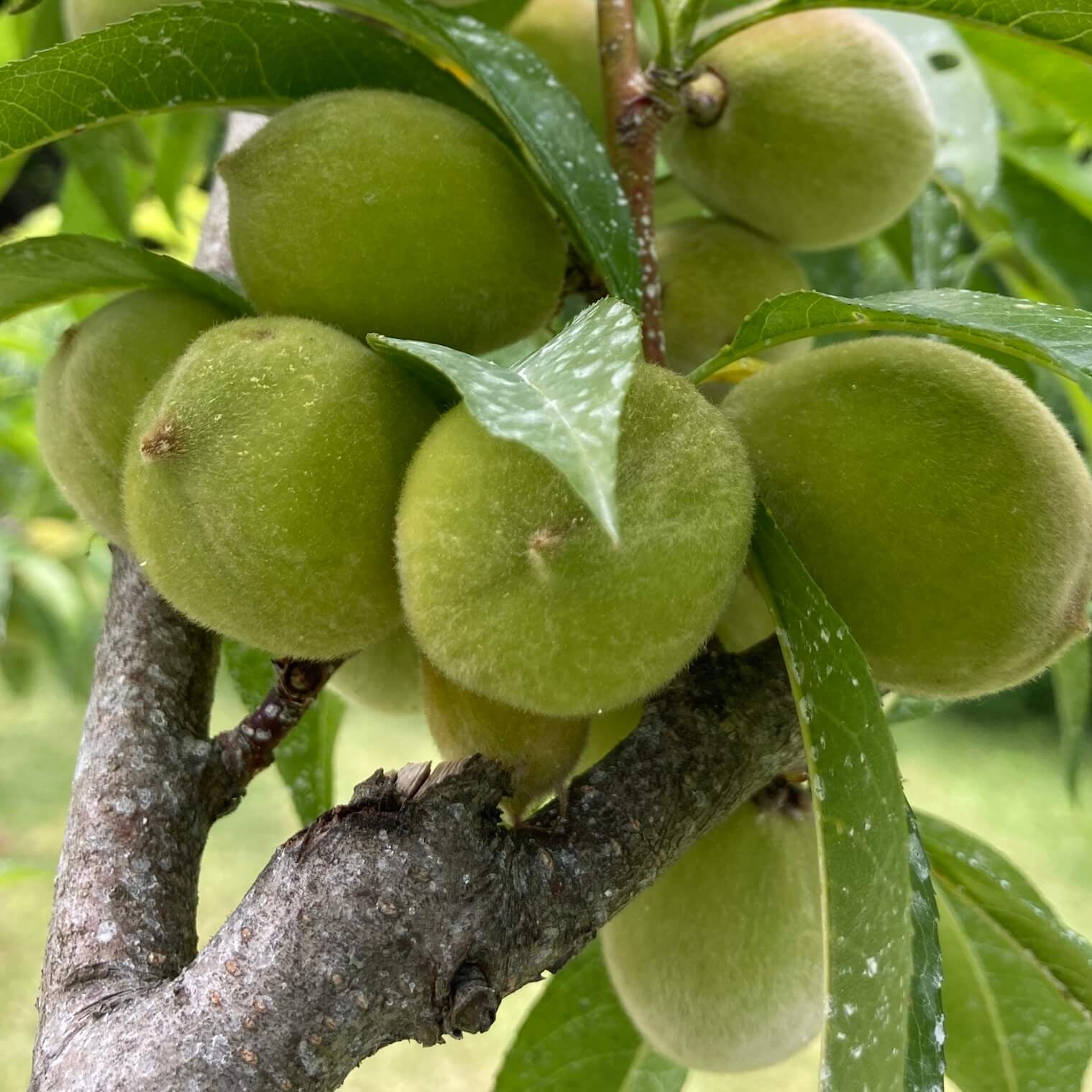 Peach Seeds – Green