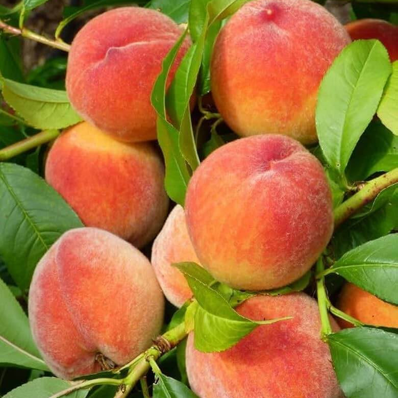 Peach Seeds – Elberta