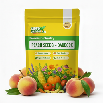 Peach Seeds – Babcock