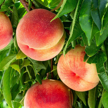 Peach Seeds – Elberta