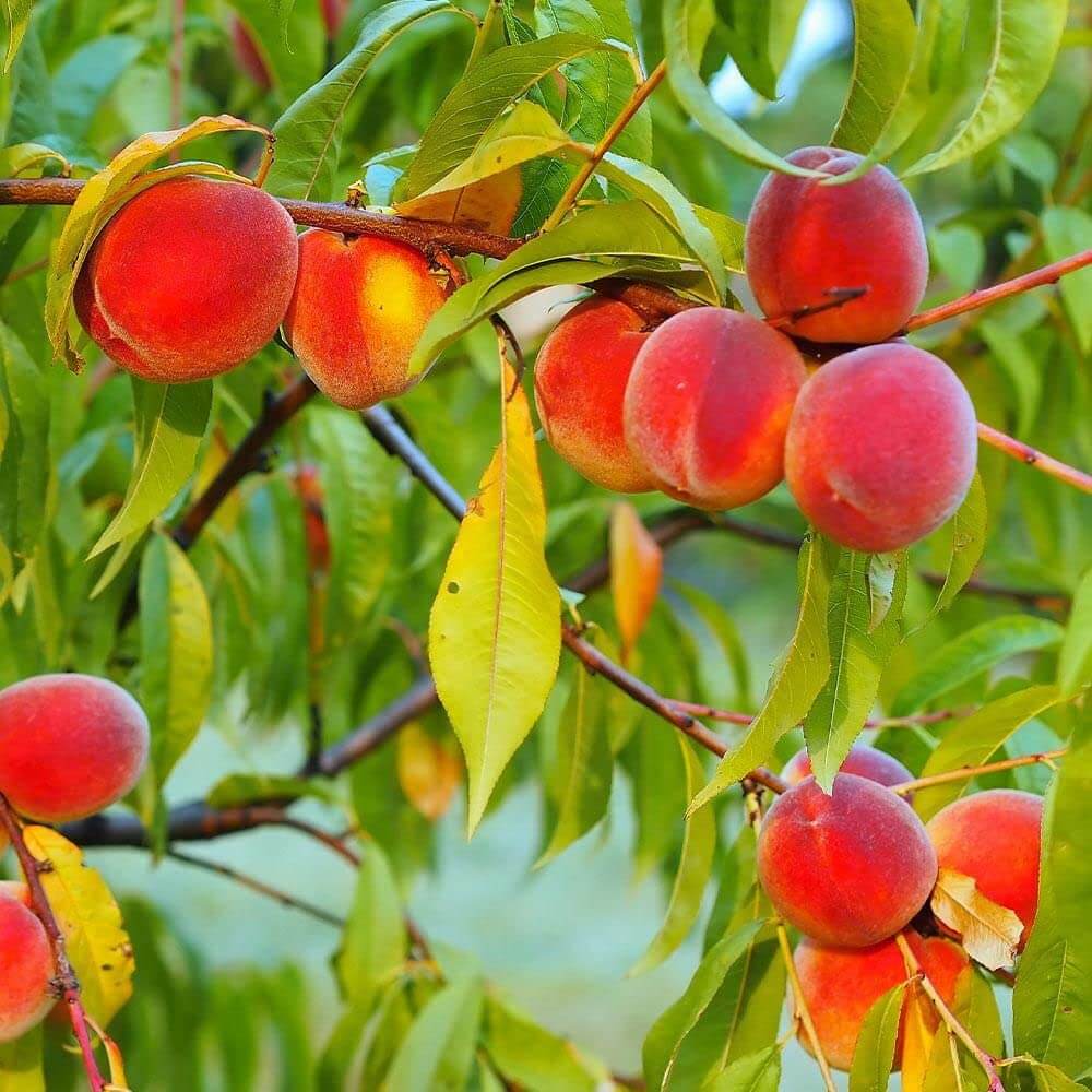 Peach Seeds – Red Haven