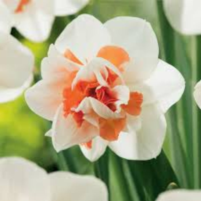 Peach White Daffodils Seeds