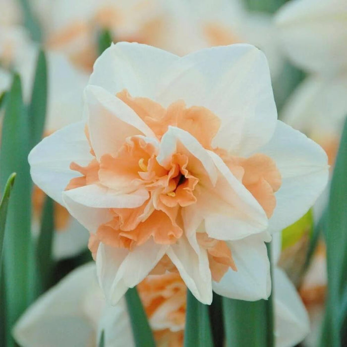 Peach White Daffodils Seeds