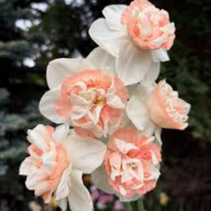 Peach White Daffodils Seeds