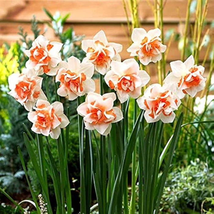 Peach White Daffodils Seeds