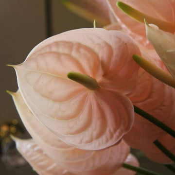 Peach anthurium Seeds