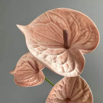 Peach anthurium Seeds