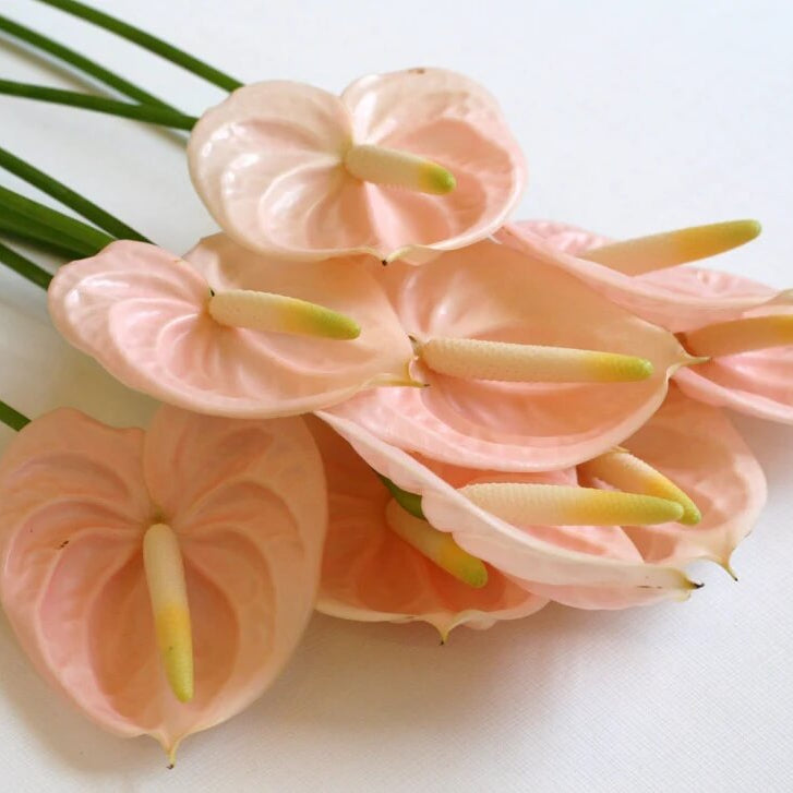 Peach anthurium Seeds