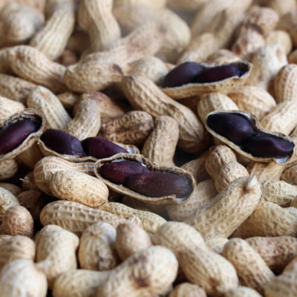 Peanut Seeds - Black Brown Shell