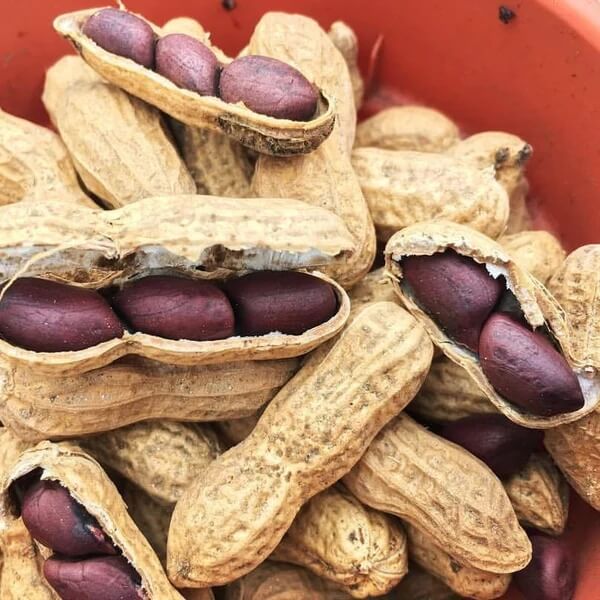 Peanut Seeds - Black Brown Shell