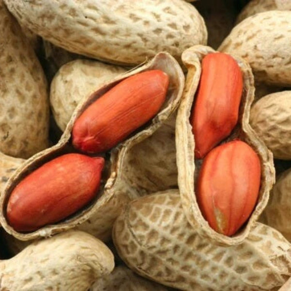 Peanut Seeds - Spanish