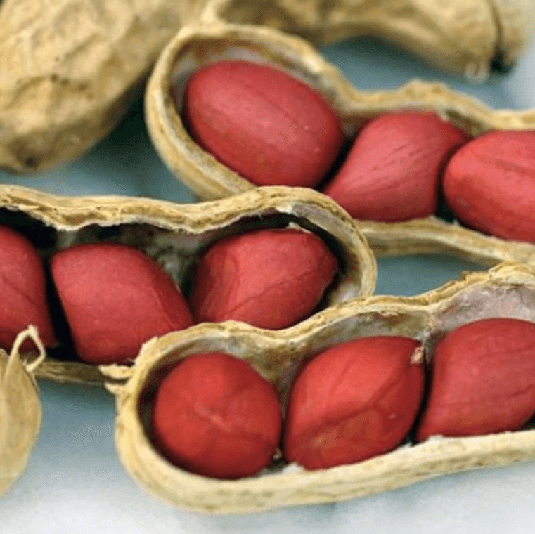 Peanut Seeds - Valencia 