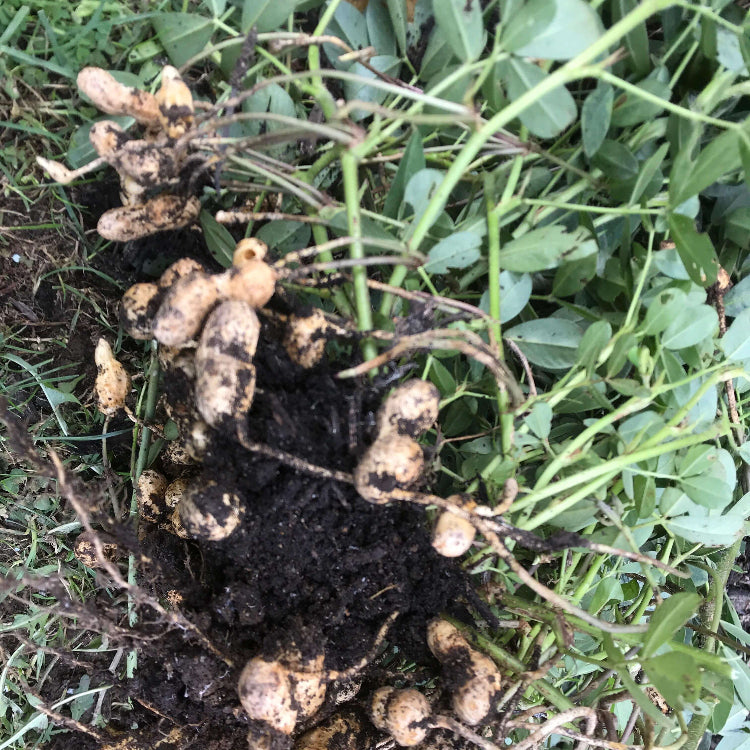 Peanut Crop Seeds