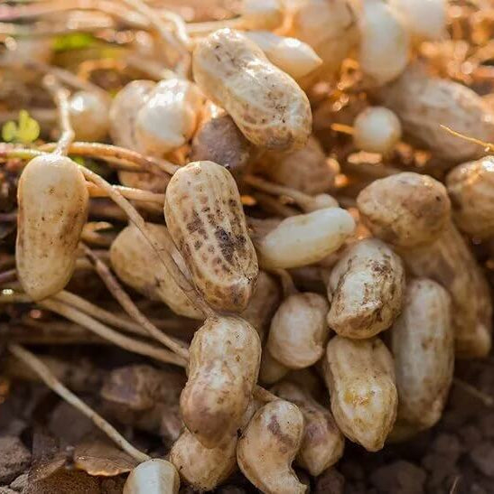 Peanut Crop Seeds