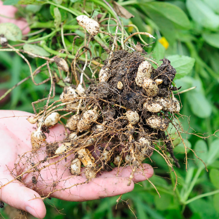 Peanut Crop Seeds