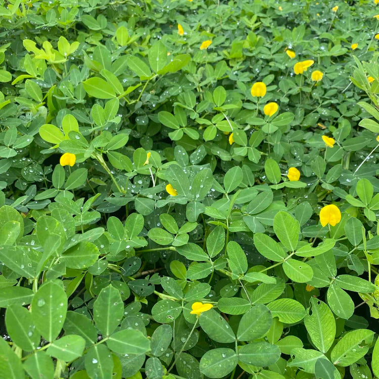Peanut Crop Seeds