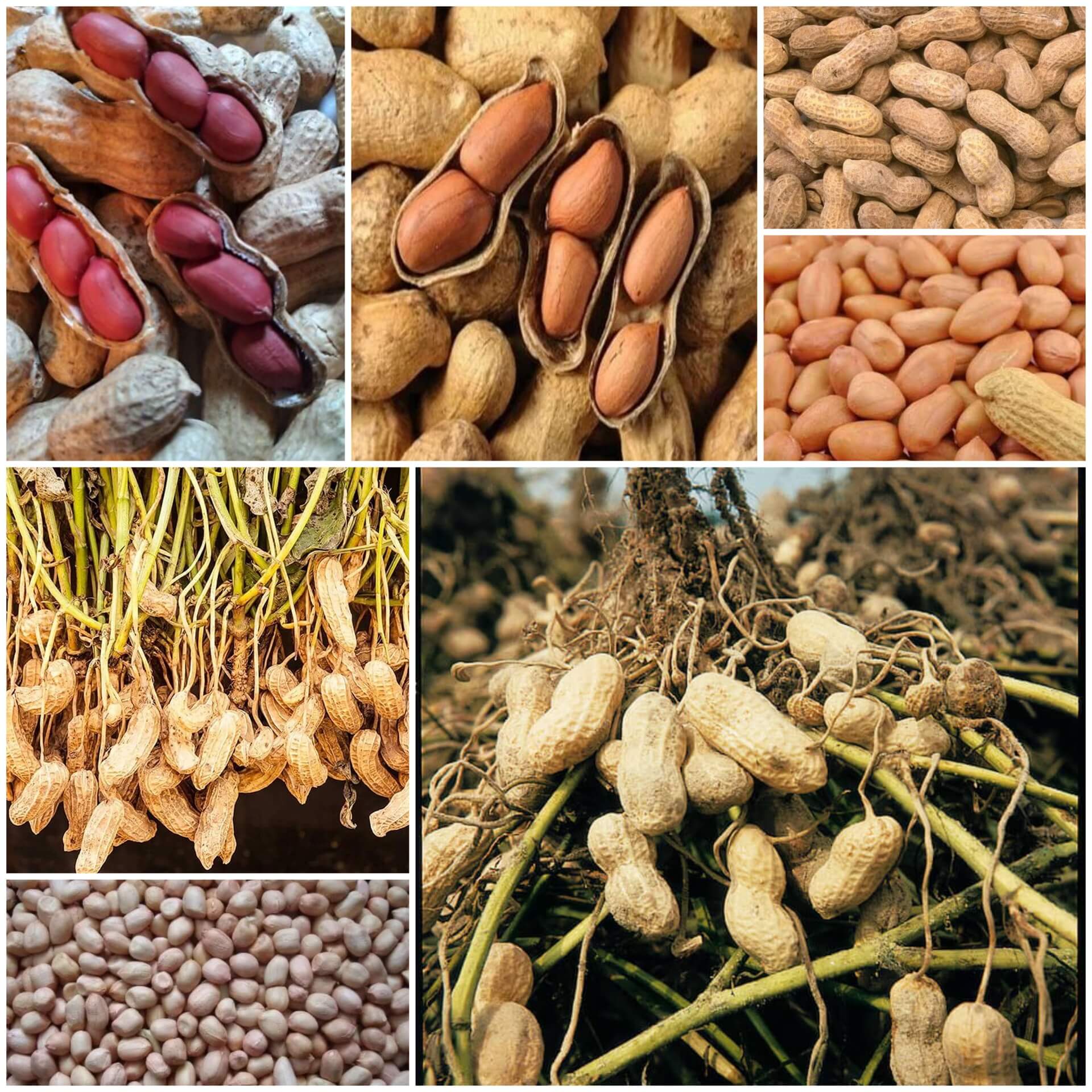 Peanut Seeds - All In One For Home Gardens