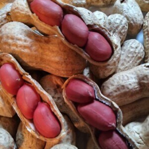 Peanut Seeds - All In One For Home Gardens