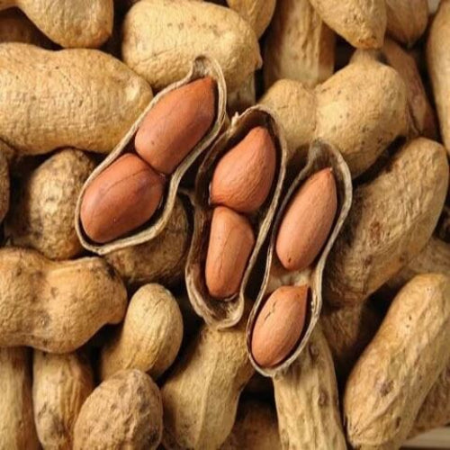 Peanut Seeds - All In One For Home Gardens