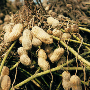 Peanut Seeds - All In One For Home Gardens