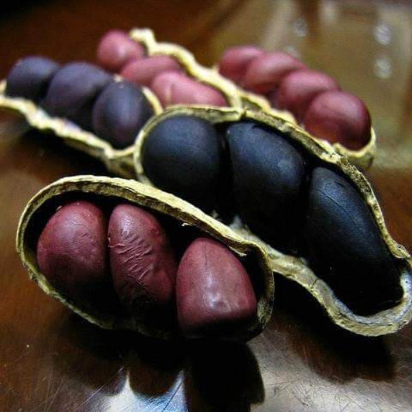 Peanut Seeds - Black Brown Shell