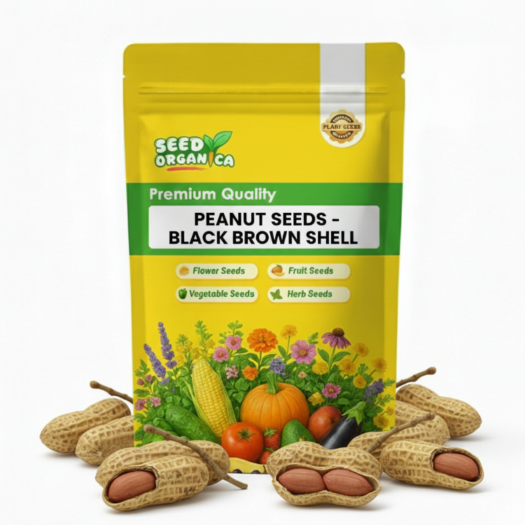 Peanut Seeds - Black Brown Shell