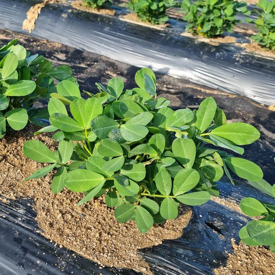 Peanut Seeds For Planting