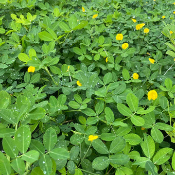 Peanut Seeds For Planting