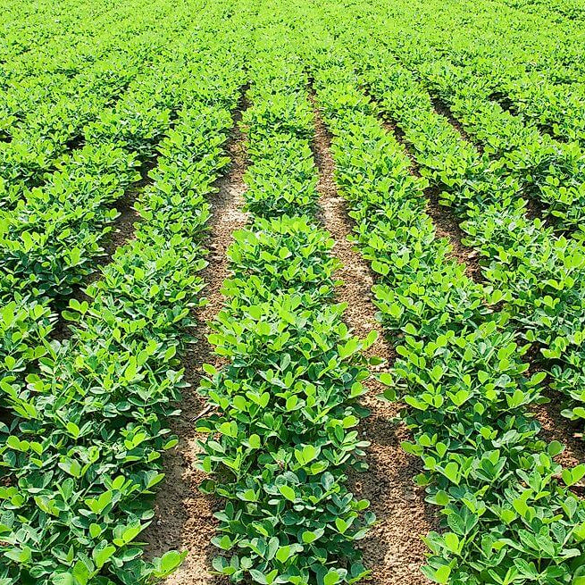 Peanut Seeds For Planting
